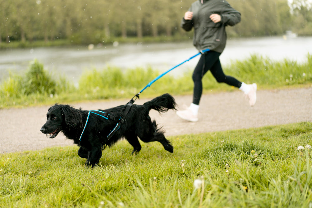 How to Run With Your Dog for Beginners