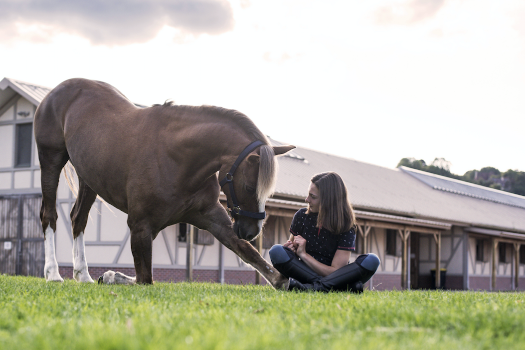 horse body language
